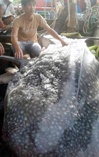 Con cá voi nhám dài 4,2m, nặng 780kg mắc lưới ngư dân Quỳnh Lưu.